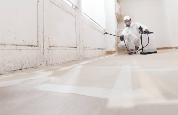 24/7 Emergency Basement Mold Remediation experts in Lombard, IL