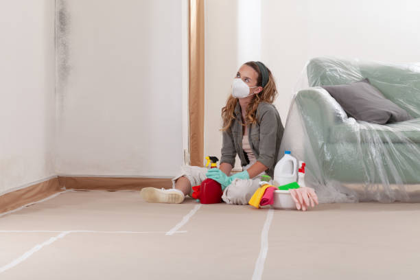 Reliable Basement Mold Remediation contractor in Lombard, IL by 24 Hour Mold Removal